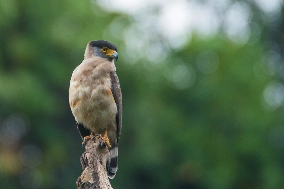 Great Nicobar Serpent Eagle (Spilornis klossi) by Shreeram MV
Photographed near Campbell Bay, Great Nicobar, India