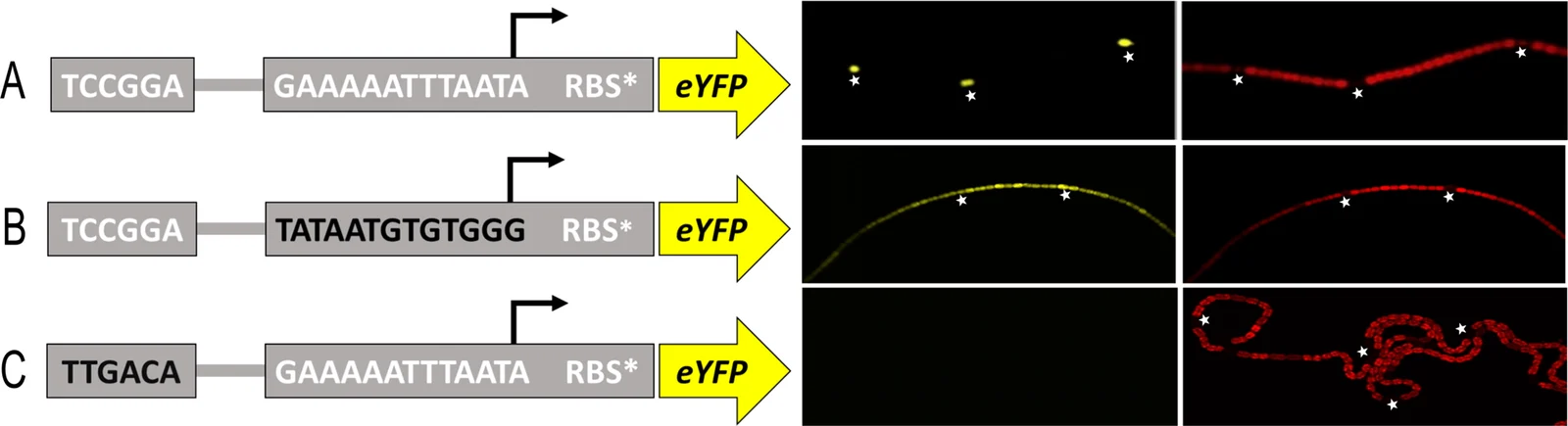 Experimental Nostoc punctiforme filaments in yellow reporter and red autofluorescence channels beside three promoter diagrams, Wegelius and colleagues’ 2018 figure 3