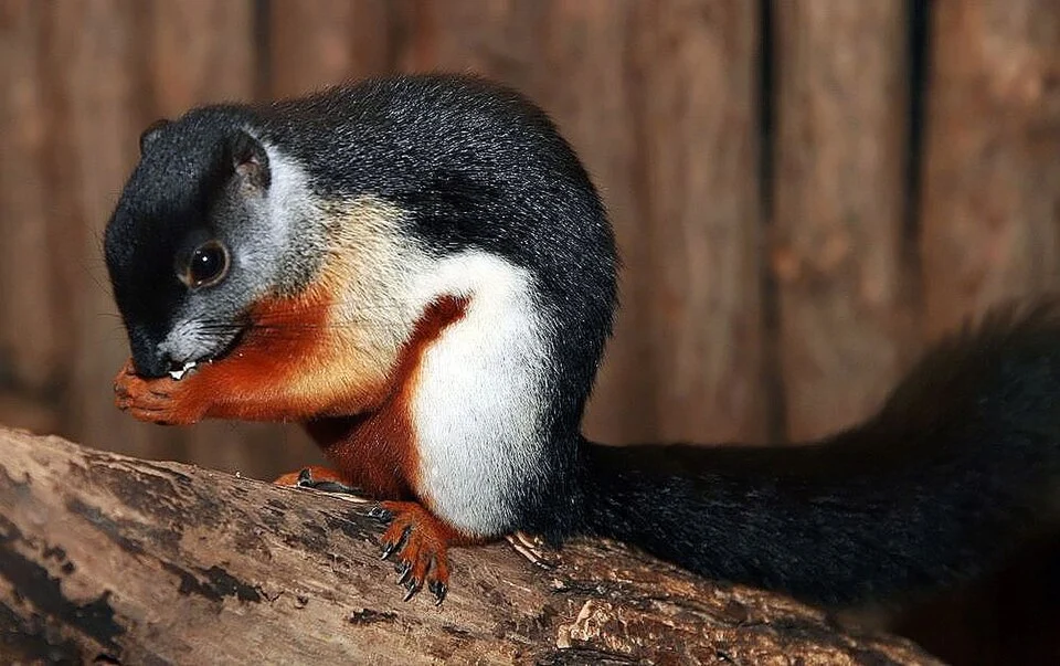 Location taken: Smithsonian National Zoological Park. Names: Callosciurus prevostii (Desmarest, 1822), Prevost's Squirrel, Tri-Colored Squirrel, Veverka Prévostova, Wiewiórka trójbarwn Classification: Animalia > Chordata > Mammalia > Rodentia > Nannosciurini > Callosciurus > Callosciurus prevostii.