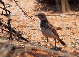 A Red Lark near Springbok, Northern Cape, South Africa.