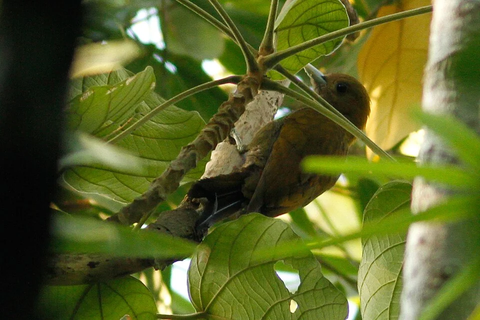 Photo of Bamboo Woodpecker uploaded from iNaturalist.
