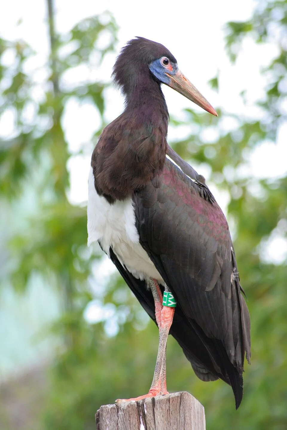 Abdim's Stork at London Zoo, England.
