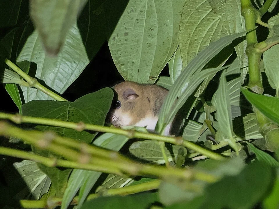 Pencil-tailed Tree Mouse (Chiropodomys gliroides)