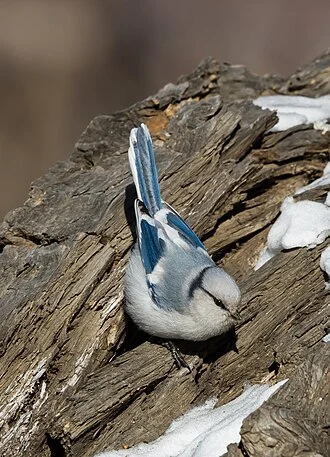 Azure Tit Cyanistes cyanus, Songino, western Mongolia