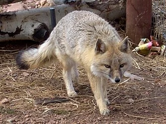 Renard véloce (Vulpes velox) au Colorado Wolf and Wildlife.
Détail depuis File:Swift_Fox_Colorado_Wolf_and_Wildlife_01.jpg