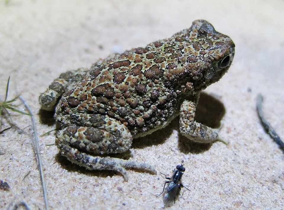 Poyntonophrynus fenoulheti, Limpopo, South Africa