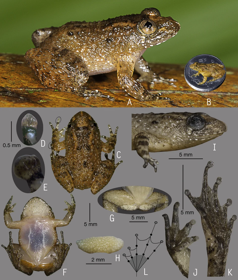 Figure 2: Holotype of Nyctibatrachus athirappillyensis sp. nov. (ZSI/WGRC/V/A/891).
(A) Dorsolateral view, in life. (B) Size (SVL 20.9 mm) in comparison to the Indian five-rupee coin (24 mm diameter). (C) Dorsal view, in life. (D) Dorsal surface of third finger disc, in preservation. (E) Dorsal surface of fourth toe disc, in preservation. (F) Ventral view, in life. (G) Femoral glands, in preservation. (H) Close-up of femoral glands after removal of skin showing multiple glands. (I) Lateral view of head, in preservation. (J) Ventral view of hand, in preservation. (K) Ventral view of foot, in pr