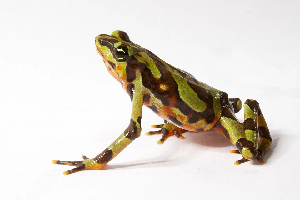 Variable harlequin frog