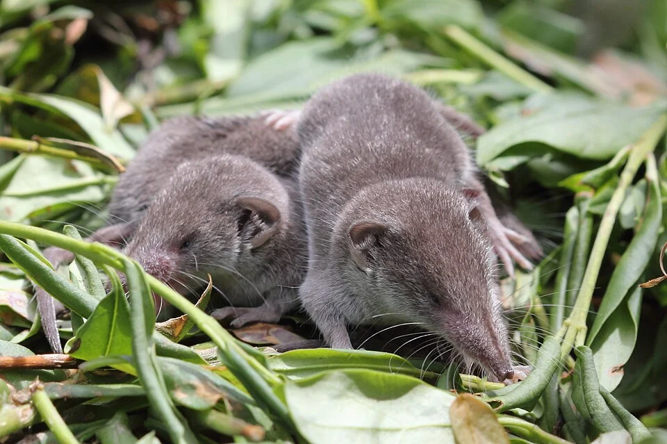 Young shrews (crocidura, most likely  c. russula) near their nest. Picture taken at a compost heap in Germany.