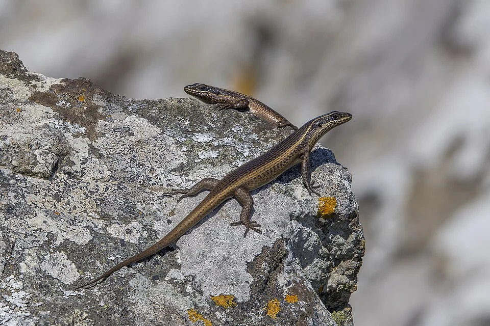 African striped skinks (Trachylepis striata), Malolotja Nature Reserve, Eswatini