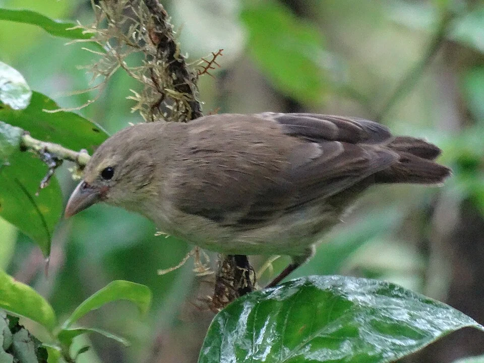 Woodpecker Finch (Camarhynchus pallidus)