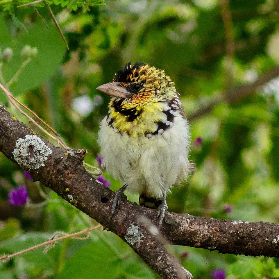 D'Arnaud's barbet (Trachyphonus darnaudii), Tarangire National Park, Tanzania