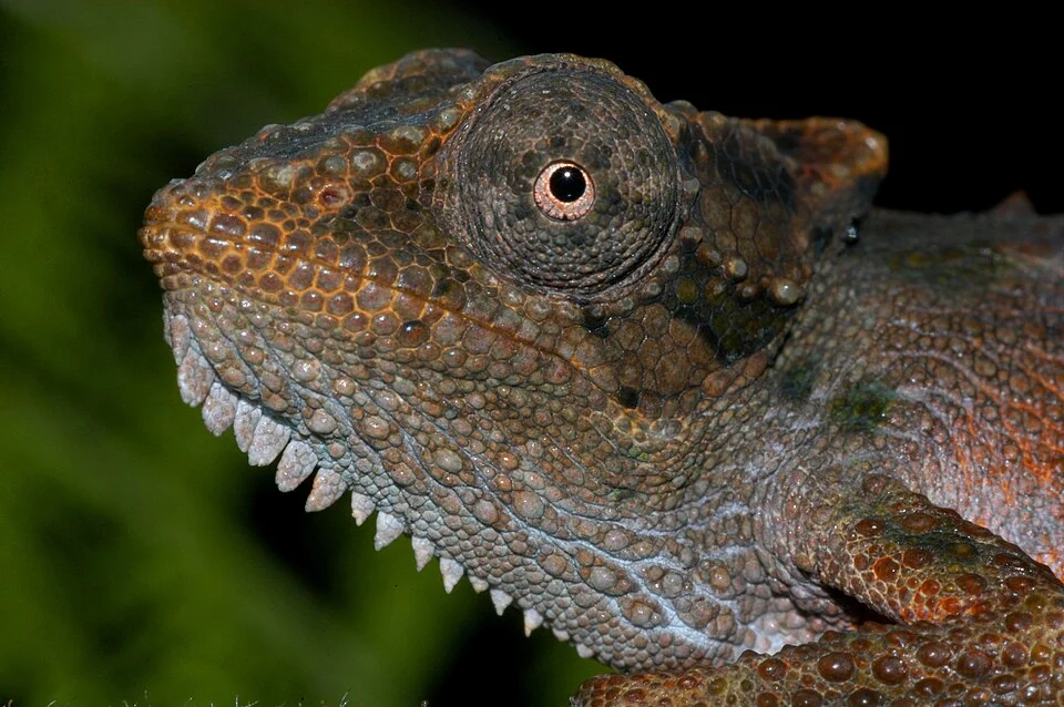 Photo of Zululand Dwarf Chamaeleon uploaded from iNaturalist.