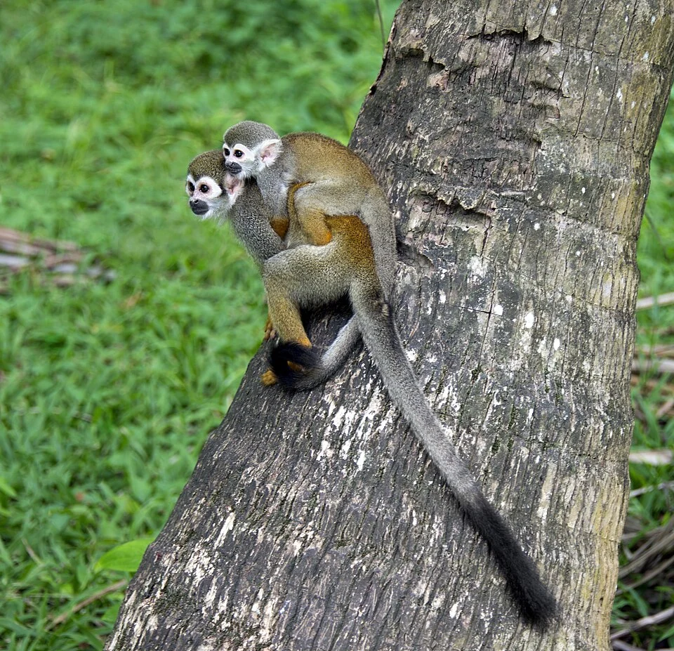Common squirrel monkey (Saimiri sciureus) in the wild on the island of La Mère, French Guiana.