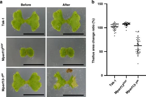 Marchantia polymorpha thalli before and after pill-bug feeding, with measured area changes in Kanazawa and coauthors’ figure 6