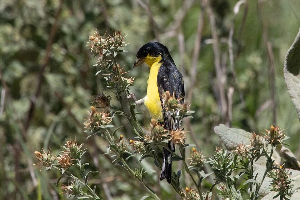 Lesser Goldfinch ( Eastern race) | Kerr WMA | Kerrville | TX|2018-05-06|12-11-15-2