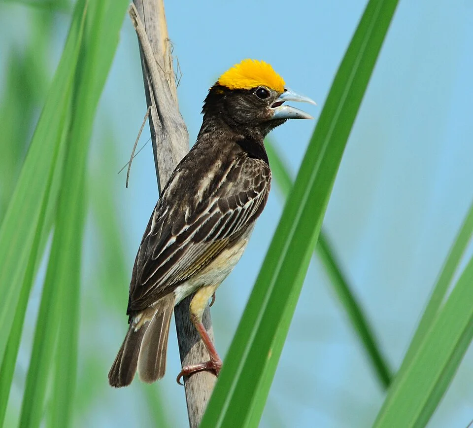 A breeding male Black-breasted weaver in the vicinity of New Delhi, northern India