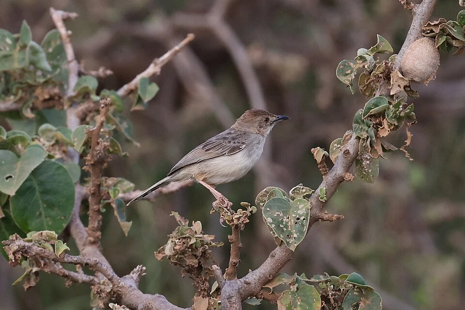 Cisticola bodessa, Moroto, Uganda, 2022-07-05 (iNaturalist).