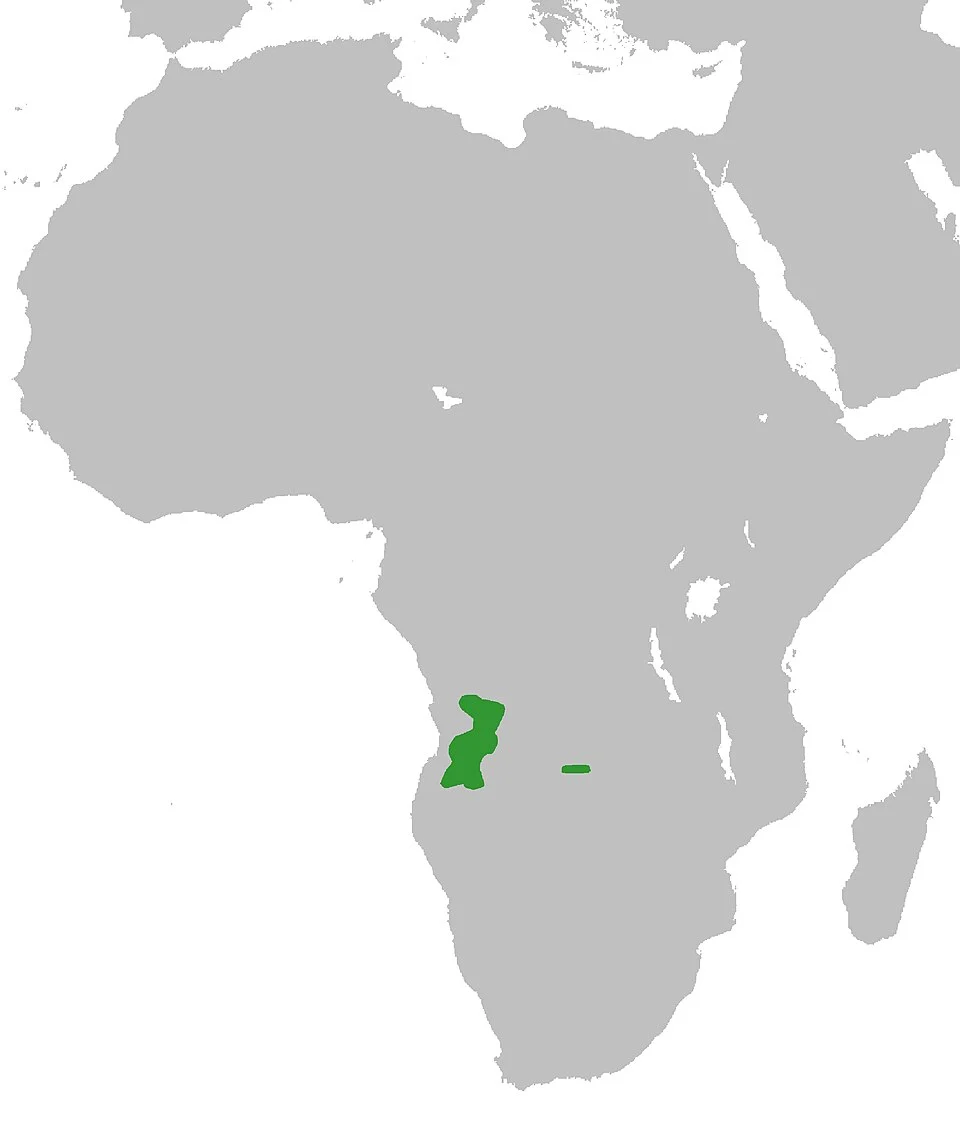 Graphiurus angolensis Map
