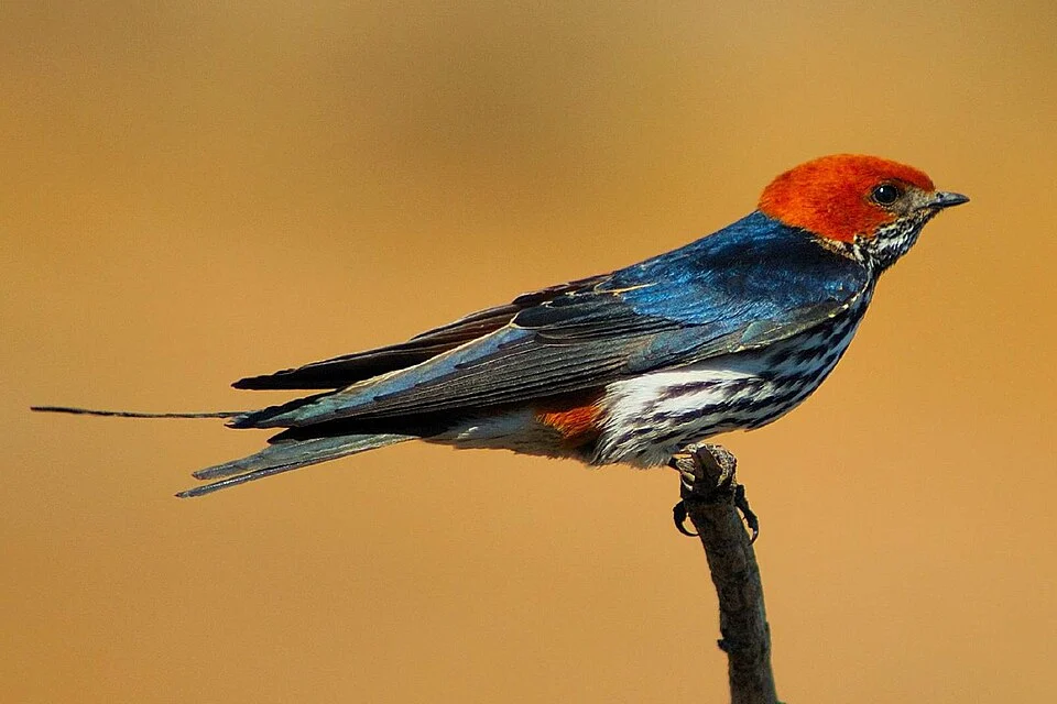 Lesser Striped Swallow Cecropis abyssinica (syn. Hirundo abyssinica) in South Africa