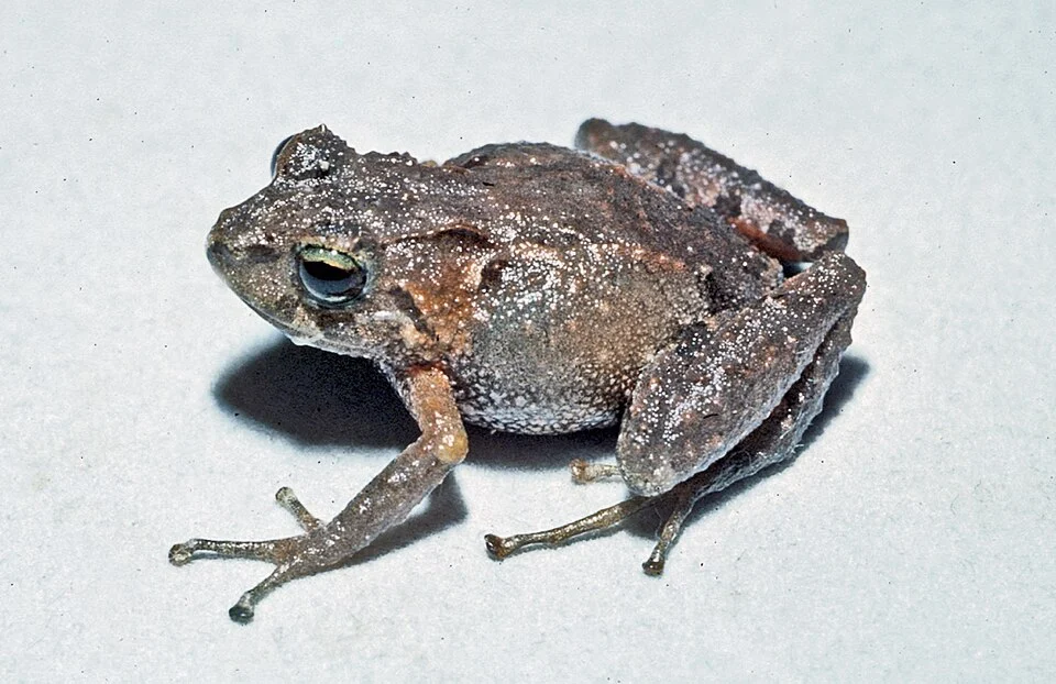 Pristimantis leoni