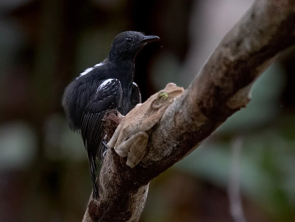 Black antbird (macho), Careiro, Amazonas, Brazil