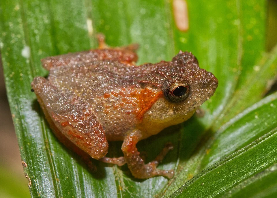 Philautus petersi Kinabalu National Park