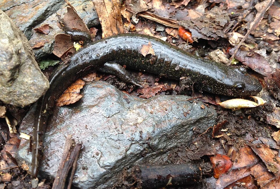 Desmognathus quadramaculatus (blackbelly salamander) in Great Smoky Mountains National Park, Tennessee.