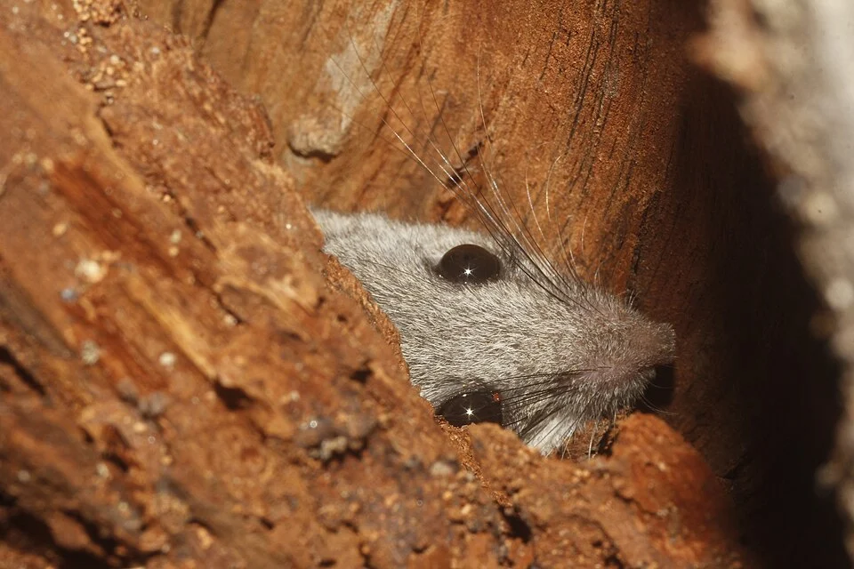 Photo of Nayarit Mouse uploaded from iNaturalist.