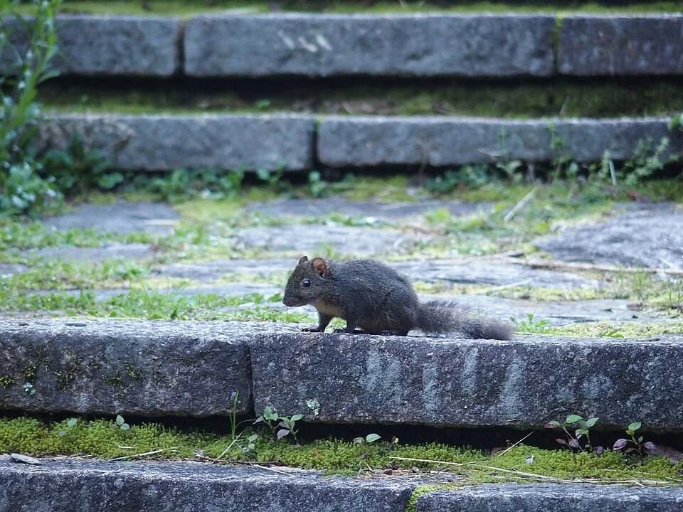 Dremomys pernyi - Perny's long-nosed squirrel