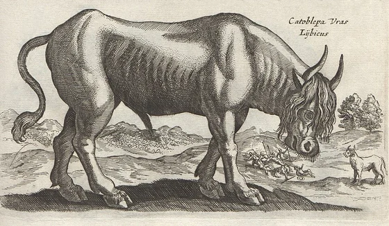 Catoblepas