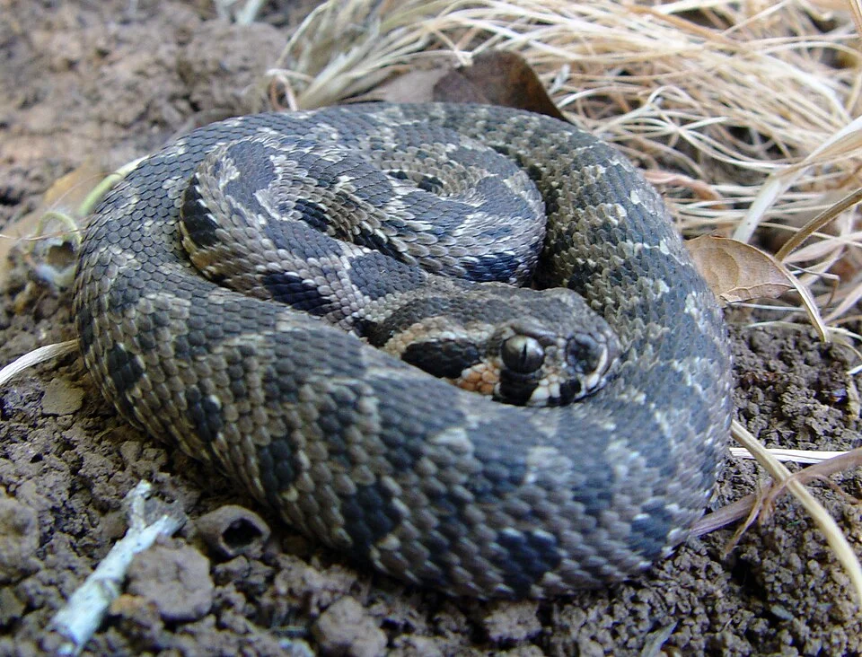 Vipera palaestina hatchling
Taken In Israel, By Guy Haimovitch