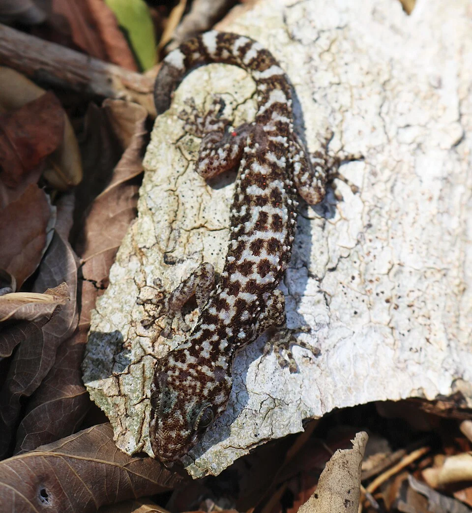 Figure 7. 
Dorsal view of Phyllodactylus cleofasensis sp. nov., in life. (Photo by AHE-G).
