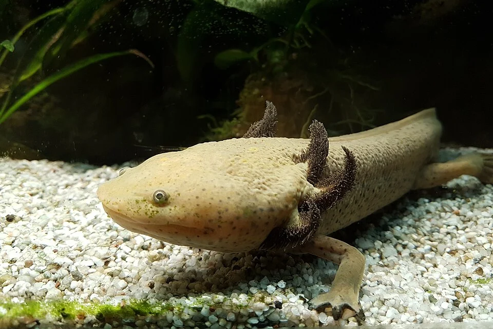 Ambystoma dumerilii / Achoque / Ajolote de Pátzcuaro (ici au vivarium du Jardin des Plantes, Paris).