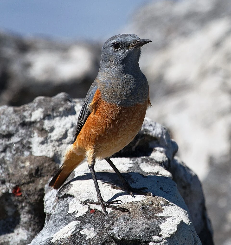 A male Sentinel Rock Thrush in Cape Town, Western Cape, South Africa
