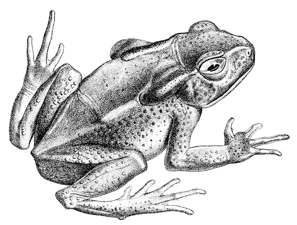 Bufo caeruleostictus = Rhaebo caeruleostictus