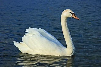 A mute swan. (Cygnus olor)