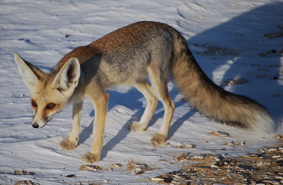 Rüppell's Fox in White Desert, Egypt