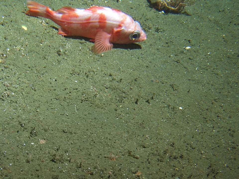 Splitnose rockfish (Sebastes diploproa) on soft bottom habitat at 302 meters. Latitude 38 03 N., Longitude 123 -31 W. California, Cordell Bank National Marine Sanctuary.