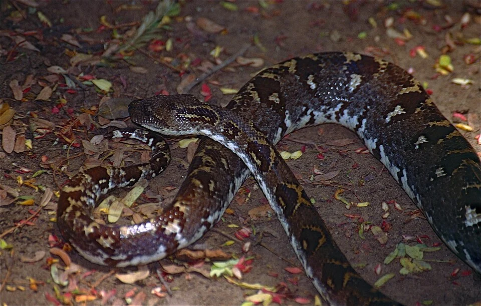 Sanzinia volontanyRéserve de Berenty, Amboasary Sud, MADAGASCAR
Scanned Slide from 1998