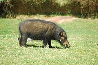 Un Hylochère (Hylochoerus meinertzhageni) dans le zoo de Entebbe, Ouganda.