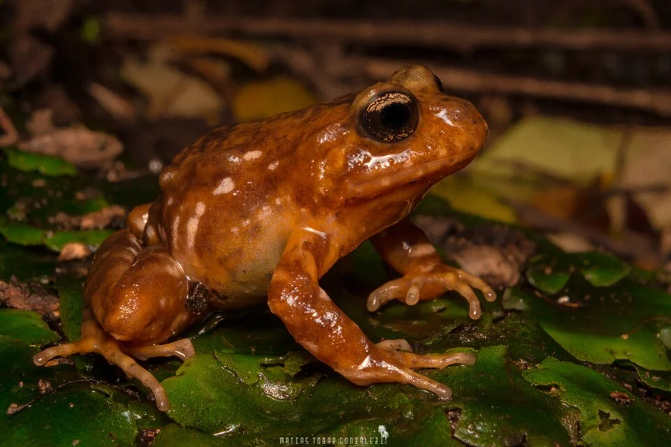 A photo of Eupsophus insularis, a species of frog, observed in Chile by Matias Adolfo Tobar González