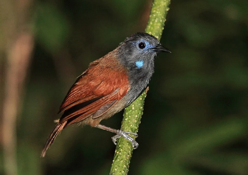 Chestnut-winged Babbler, Danum Valley, Borneo