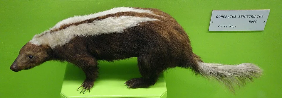 Exhibit in the Museo Civico di Storia Naturale di Genova, Via Brigata Liguria, 9, 16121, Genoa, Italy. Photography was permitted in the museum without restriction.
