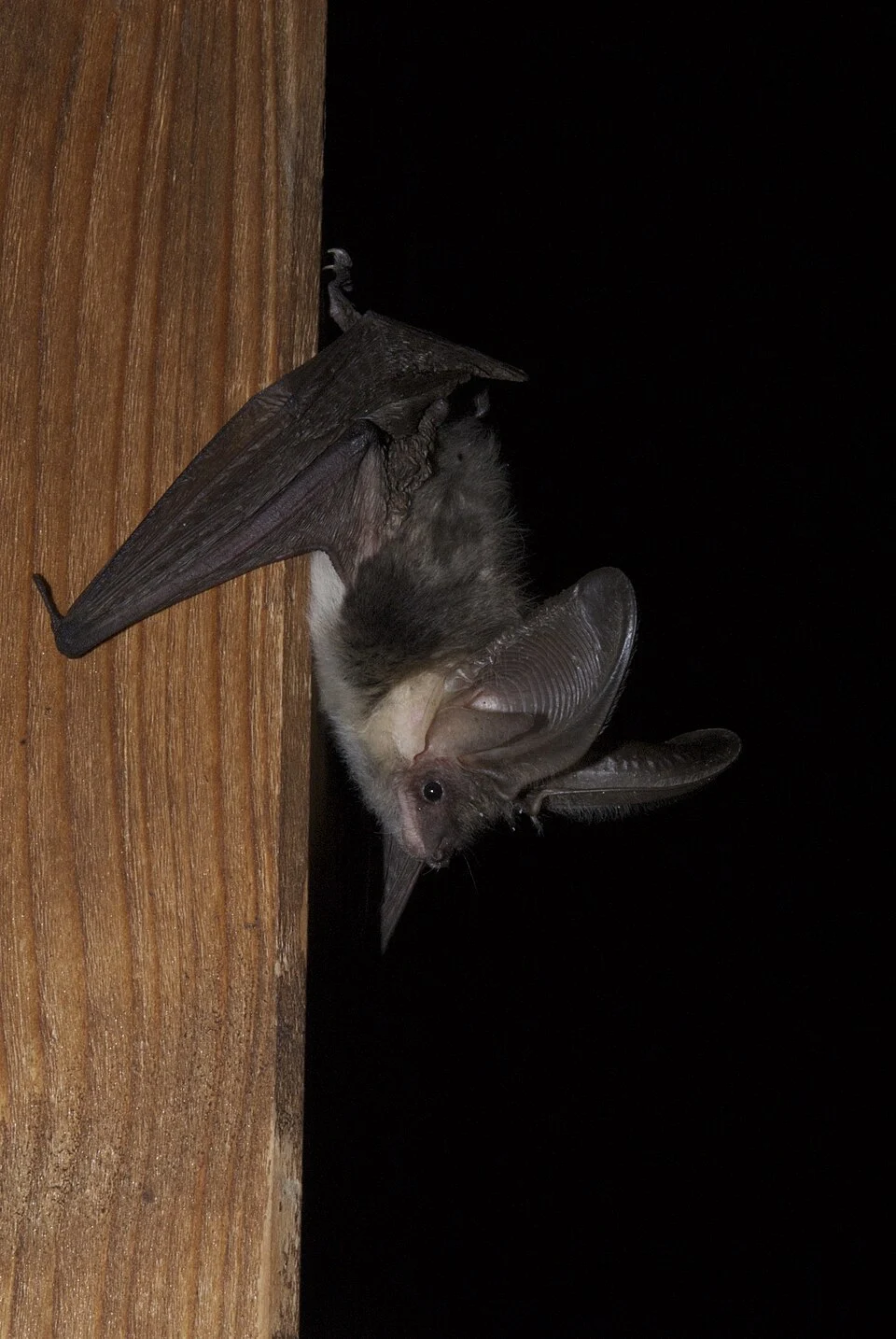 Alpine long-eared bat (Plecotus macrobullaris)