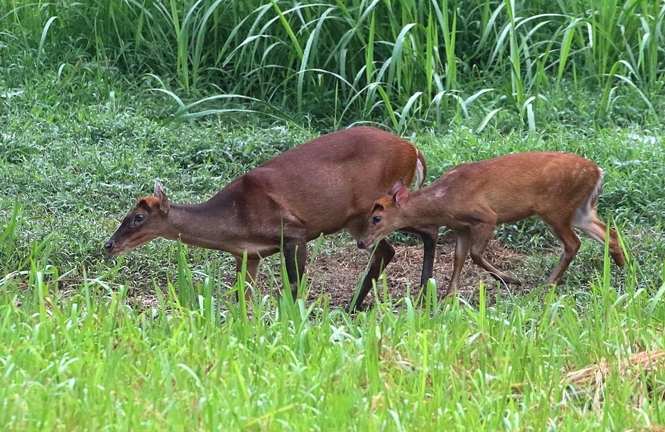 Southern Red Muntjac (Muntiacus muntjak) doe and fawn at Kuala Tahan in Peninsular Malaysia