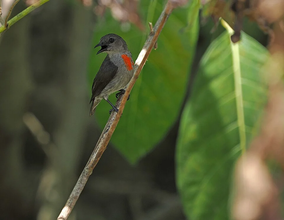 Dicaeum vulneratum, Kota Ambon, Maluku, Indonesia, 2022-10-27 (iNaturalist).