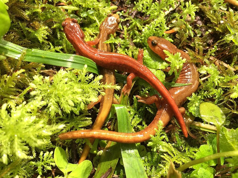 P. vandykei observed in Willapa Hills south of Pe Ell, Washington