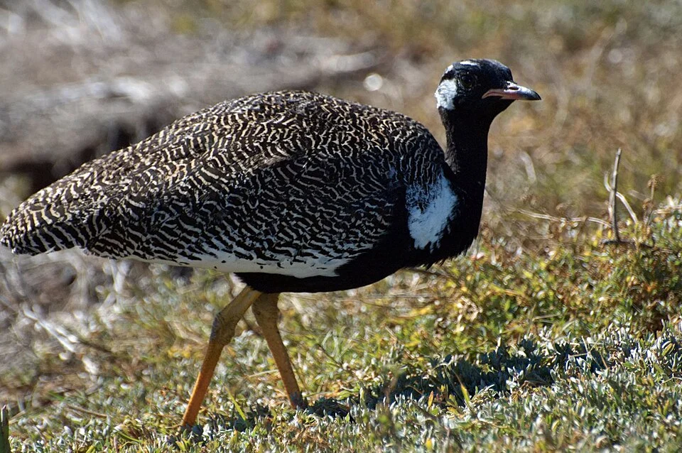 Black Bustard in South Africa. (perhaps in Langebaan area of the Western Cape)
