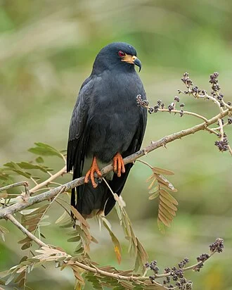 Male Snail kite in Parque Estadual Encontro das Águas, Brazil